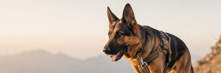 Berger allemand en harnais kaki et laisse noire en randonnée en montagne — collection Accessoires d'extérieur pour chien K9 Unit