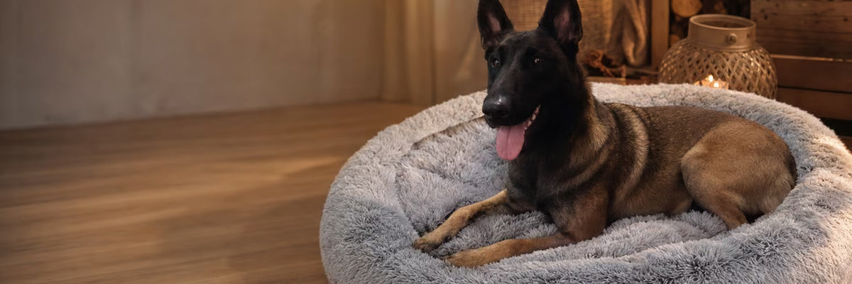 Malinois couché dans un coussin apaisant gris au salon — collection Accessoires d'intérieur pour chien K9 Unit
