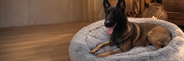 Malinois couché dans un coussin apaisant gris au salon — collection Accessoires d'intérieur pour chien K9 Unit