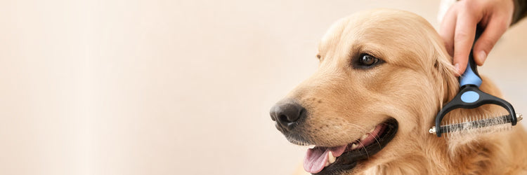 Golden retriever à poils longs brossé avec une brosse démêlante — collection Brosses pour chien K9 Unit