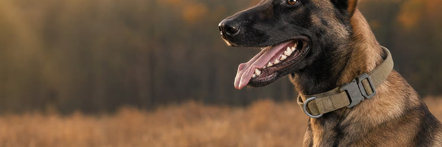 Malinois portant un collier tactique kaki à boucle cobra — collection Colliers pour chien K9 Unit