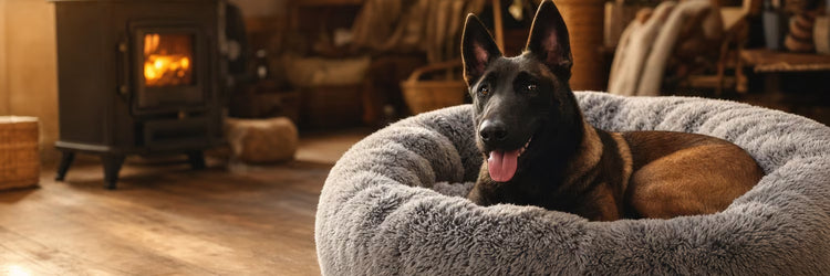 Malinois allongé dans un coussin apaisant gris moelleux — collection Coussins pour chien K9 Unit