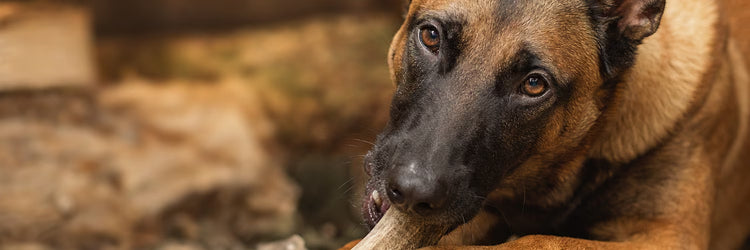 Berger allemand rongeant un bois de cerf — collection Friandises naturelles pour chien K9 Unit