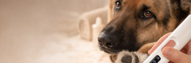 Berger allemand pendant un soin des griffes à la lime électrique — collection Hygiène du chien K9 Unit