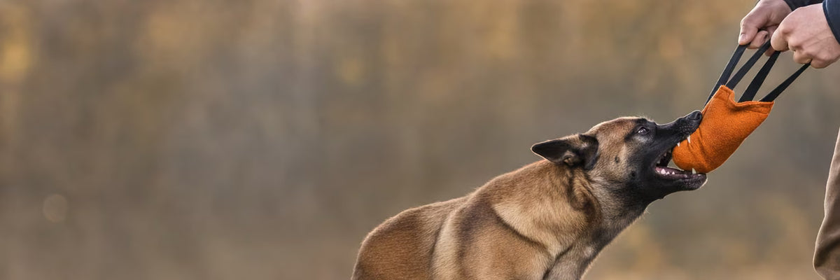 Malinois mordant un boudin de dressage orange tenu par son maître — collection Jeux pour Malinois K9 Unit