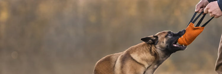 Malinois mordant un boudin de dressage orange tenu par son maître — collection Jeux pour Malinois K9 Unit
