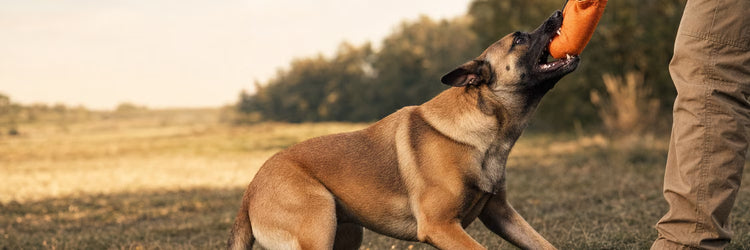 Malinois en position de jeu tirant sur un boudin de dressage orange — collection Jouets pour chien K9 Unit