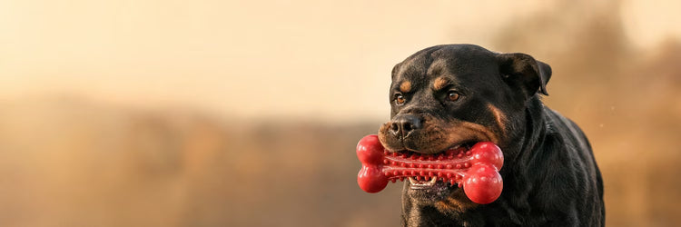 Rottweiler mordant un os à mâcher en caoutchouc rouge — collection Jouets pour chien indestructibles K9 Unit