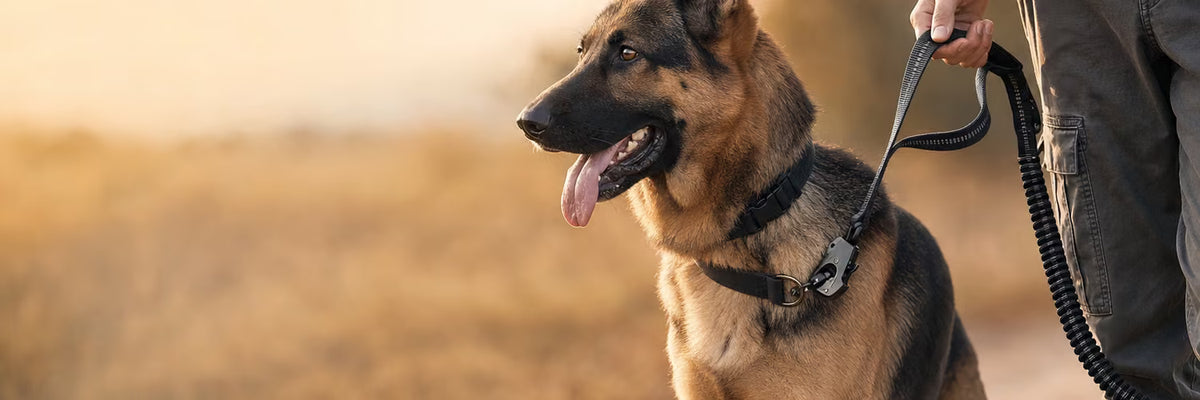 Berger allemand assis tenu en laisse élastique ShockSafe noire — collection Laisses pour chien K9 Unit