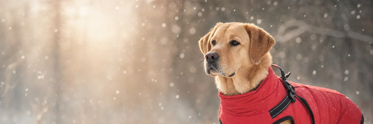Labrador sable en manteau rouge matelassé sous la neige — collection Manteaux pour chien K9 Unit