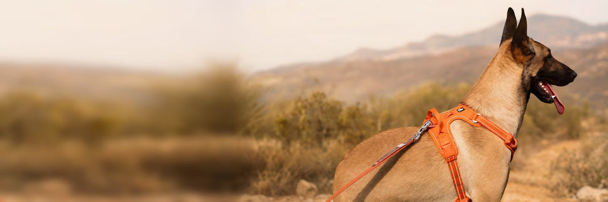 Malinois Uskah portant un harnais anti-traction orange en terrain de montagne — collection Produits testés par Uskah K9 Unit