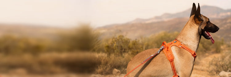 Malinois Uskah portant un harnais anti-traction orange en terrain de montagne — collection Produits testés par Uskah K9 Unit