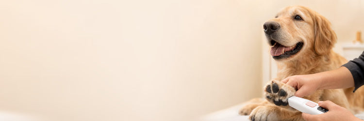 Golden retriever au toilettage, patte taillée à la tondeuse PawCare — collection Tondeuses pour chien K9 Unit