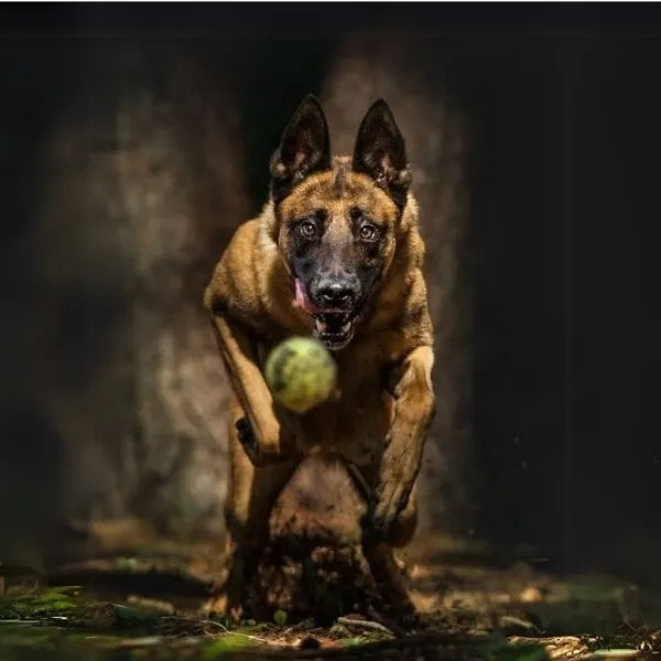 Jeux intellectuels essentiels pour Malinois - K9 Unit