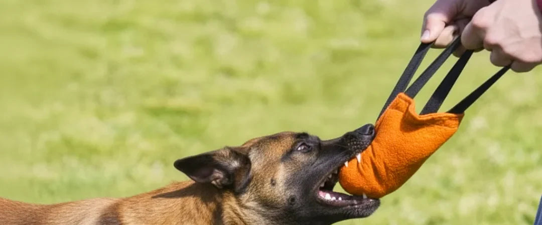 Chien jouant avec un tug orange tenu par son maître, sélection Cadeaux pour chien