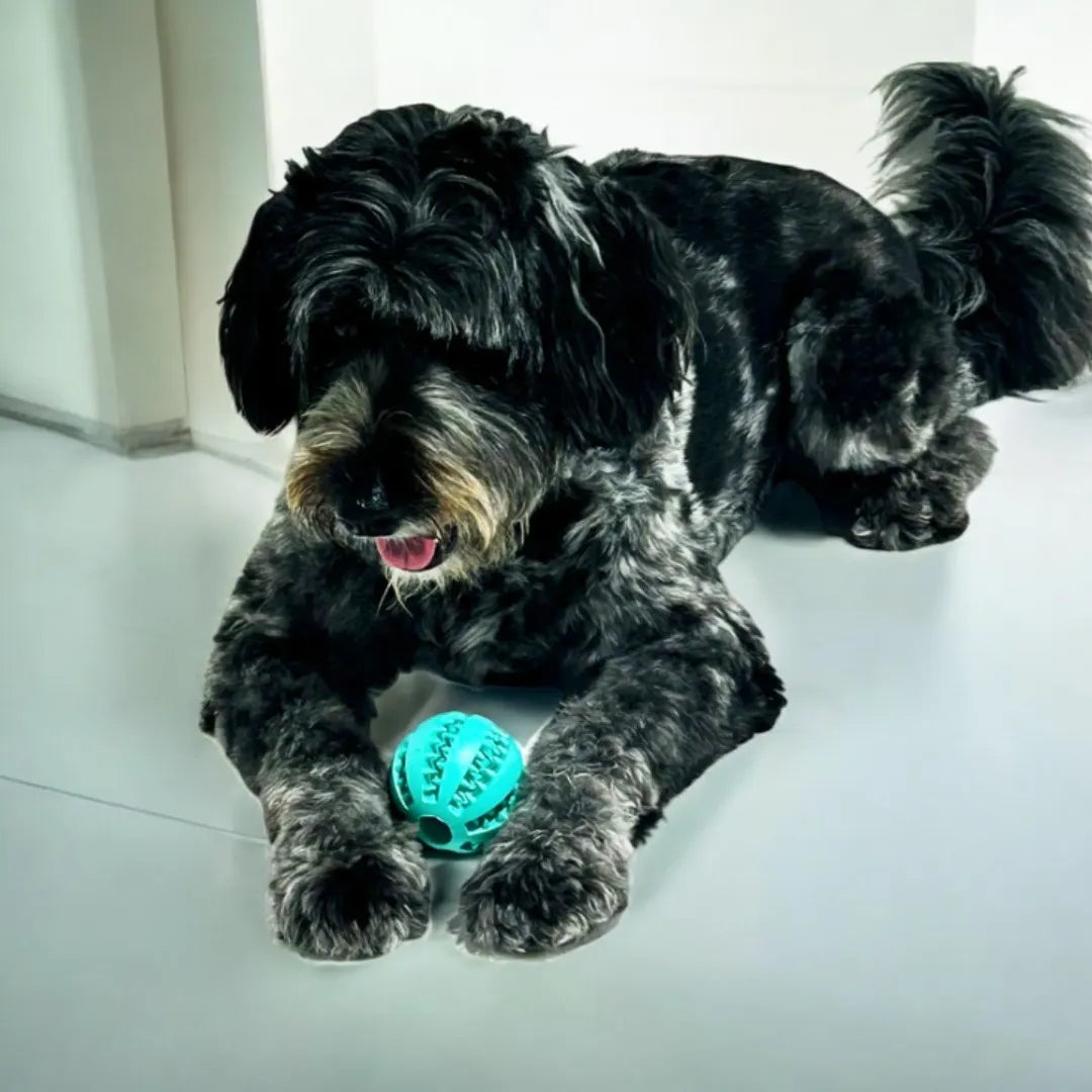 Balle à Friandises pour Chien​ - SnackBall