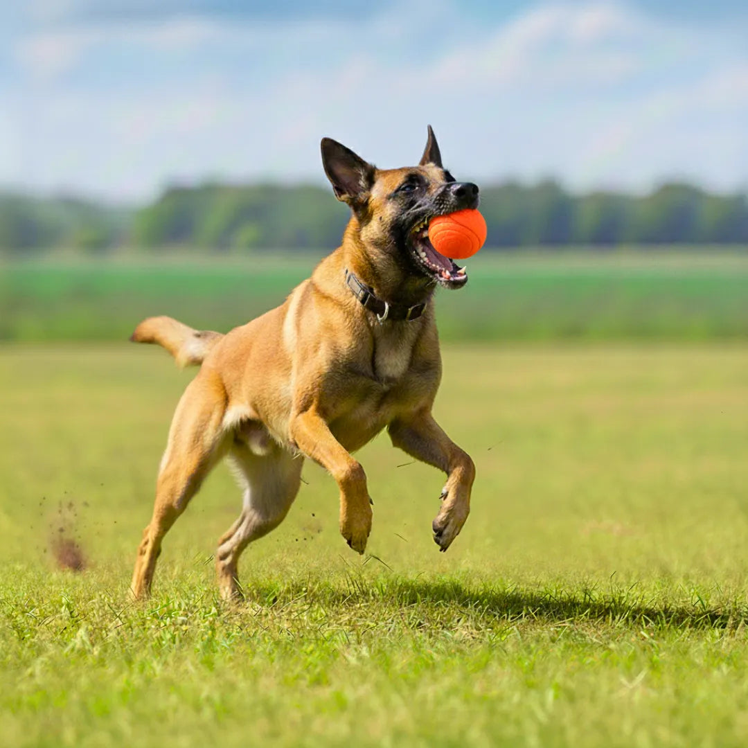 Balle Rebondissante Chien - JumpyBall : Durable & Fun !