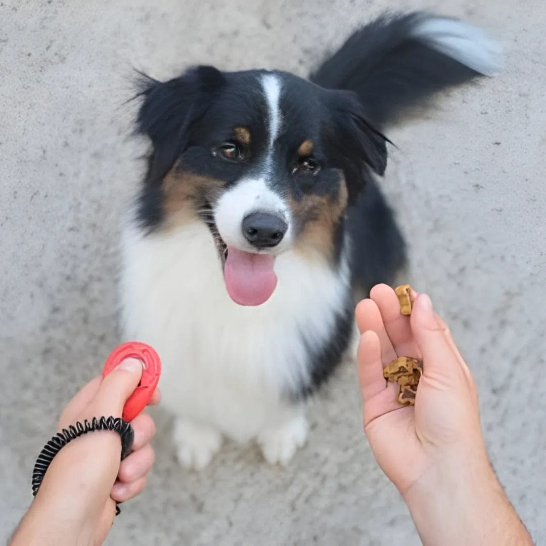 Clicker éducation chien - Dressage facile et efficace