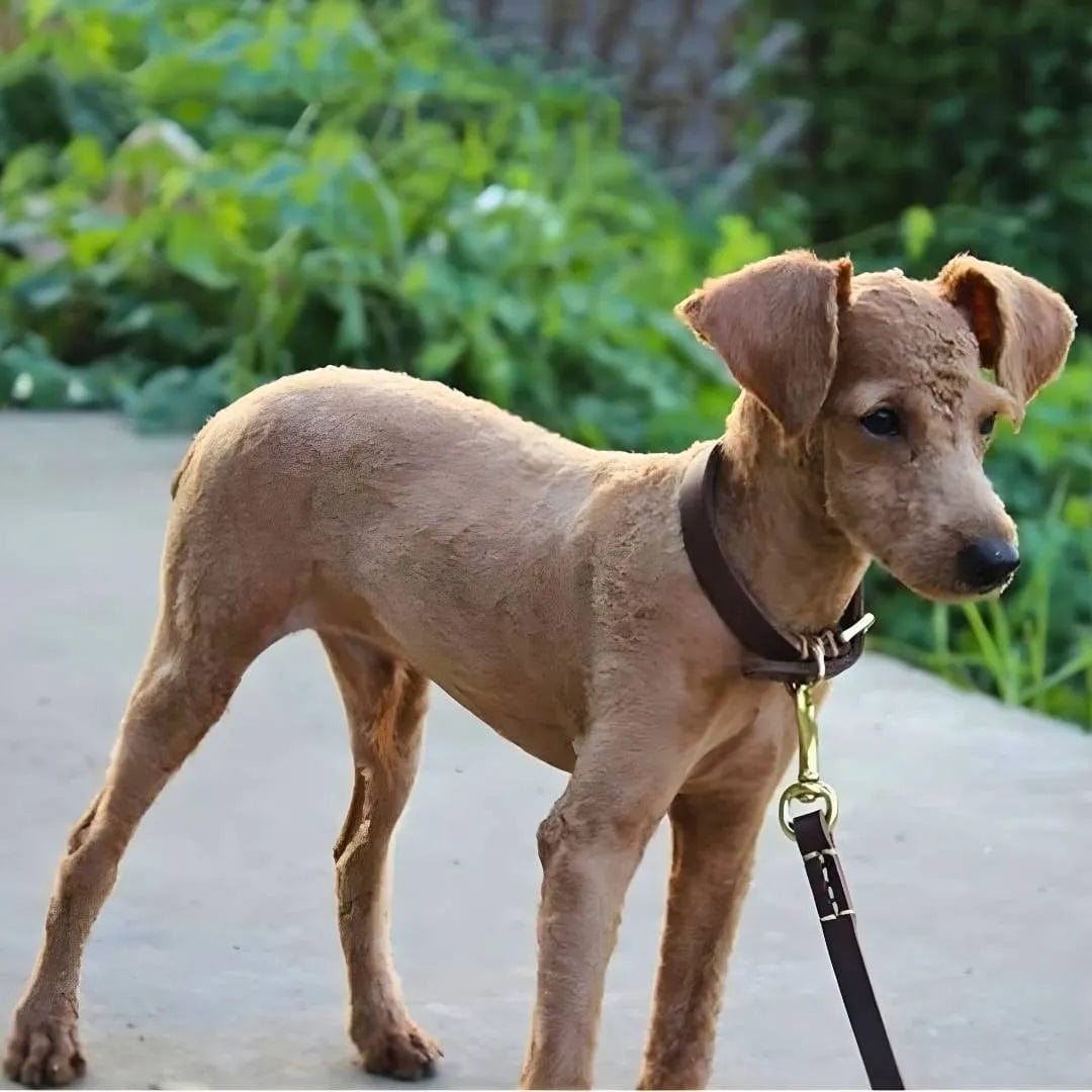 Collier chiot 2 mois : Élégance et confort – PuppyFit