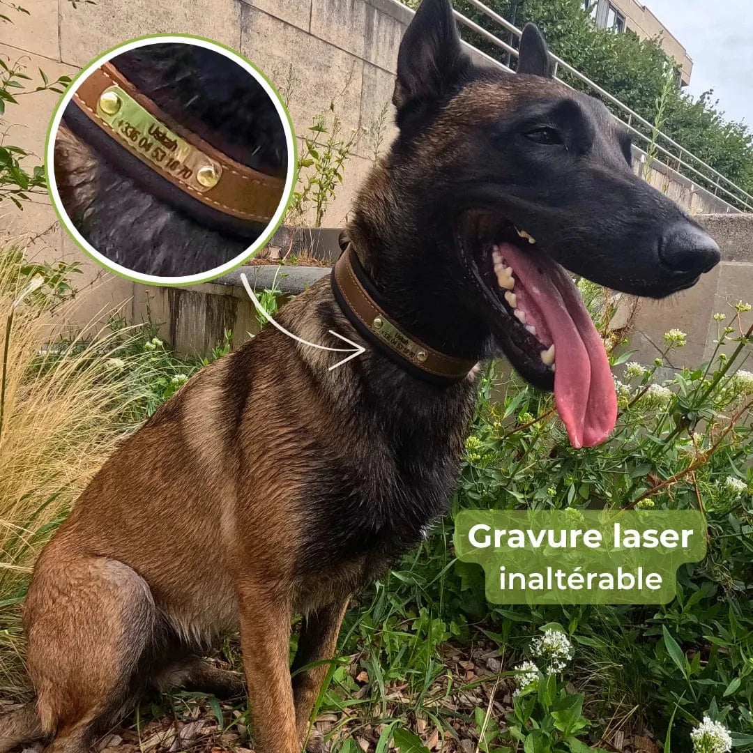 Collier cuir chien personnalisé | Guardian K9, gravure laser