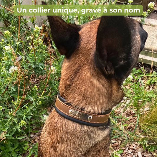 Collier cuir chien personnalisé | Guardian K9, gravure laser