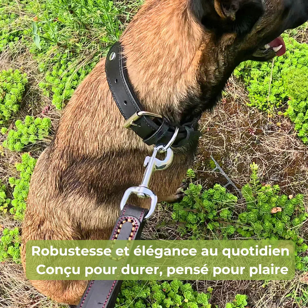 Collier cuir chien personnalisé | Guardian K9, gravure laser