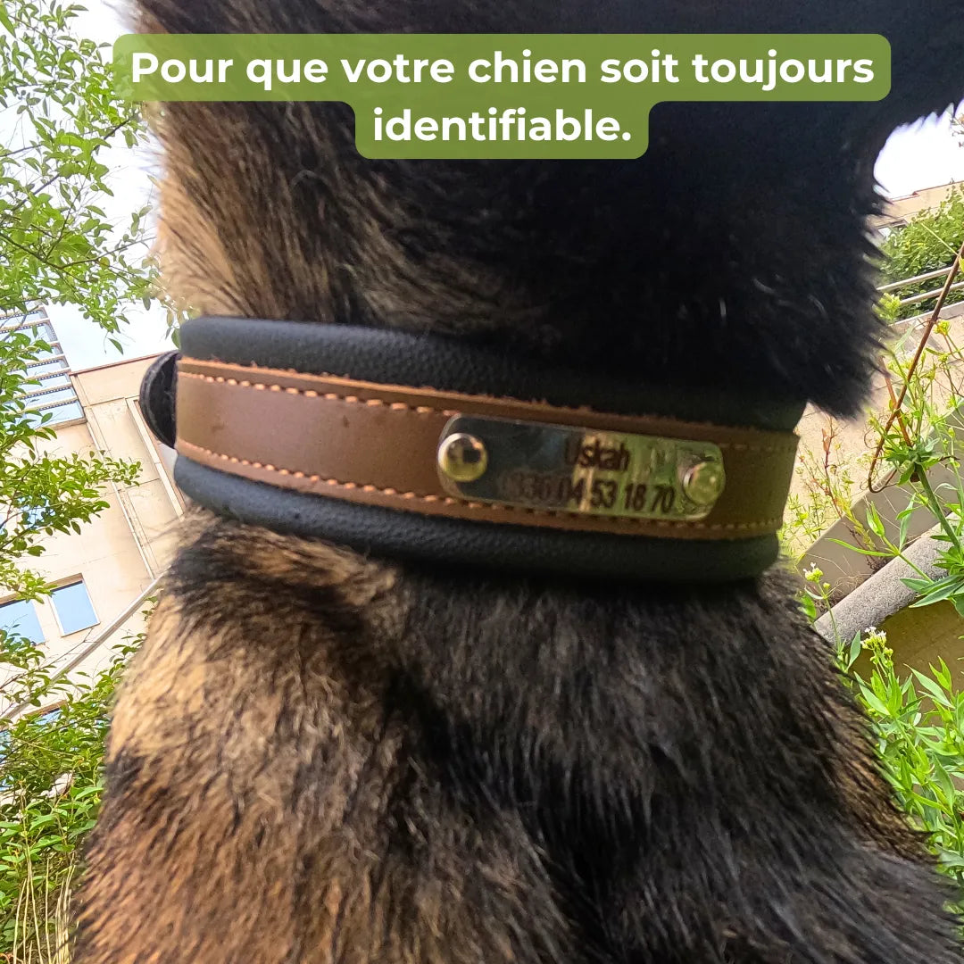 Collier cuir chien personnalisé | Guardian K9, gravure laser