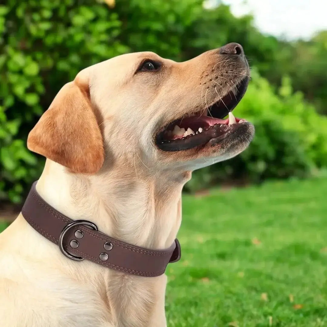 Collier Cuir Chien - PrestigeK9 : L’Élégance Durable