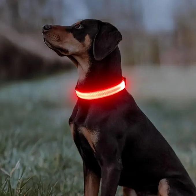 Collier Lumineux pour Chien - LumiSafe