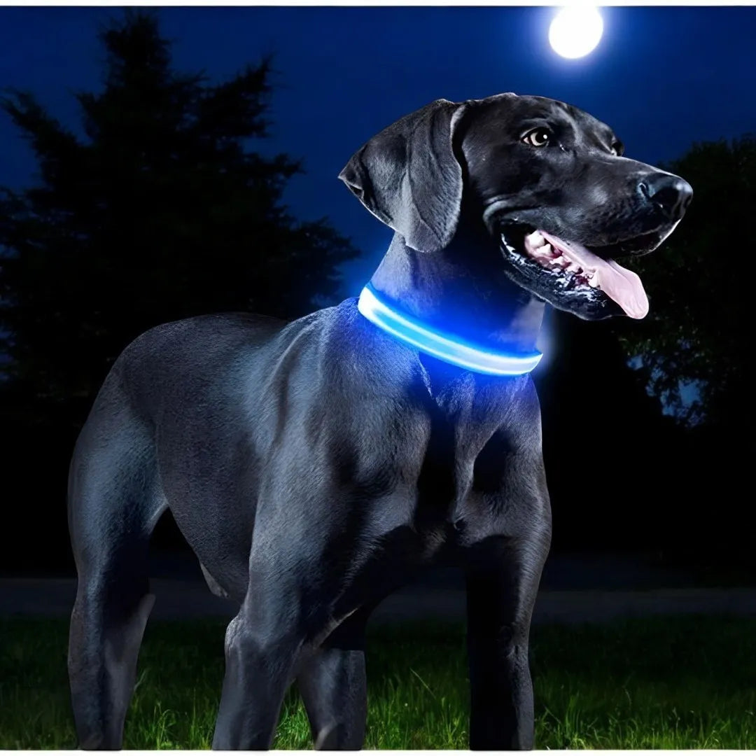 Collier Lumineux pour Chien - LumiSafe