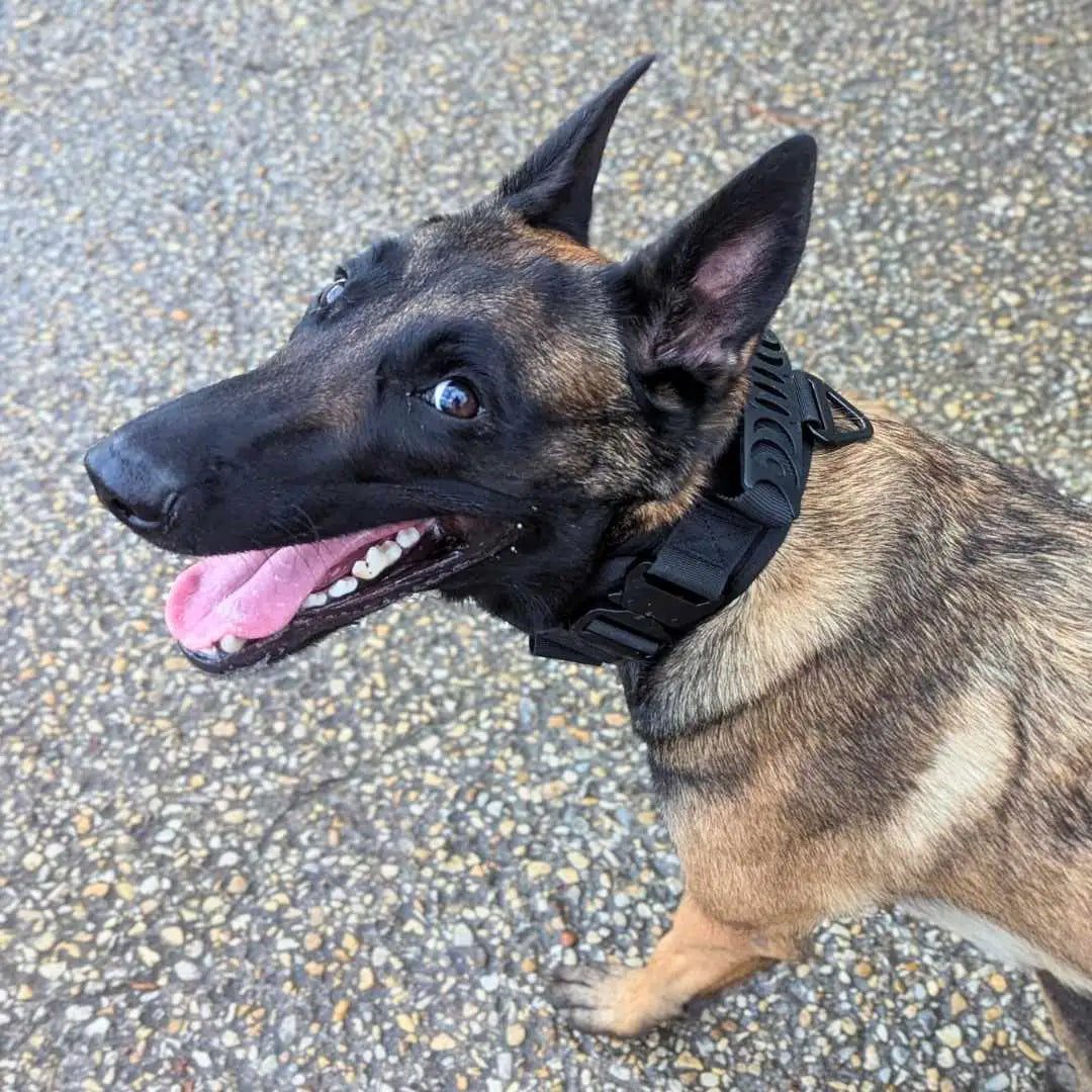 Collier militaire pour chien innovant TactiK9 v2