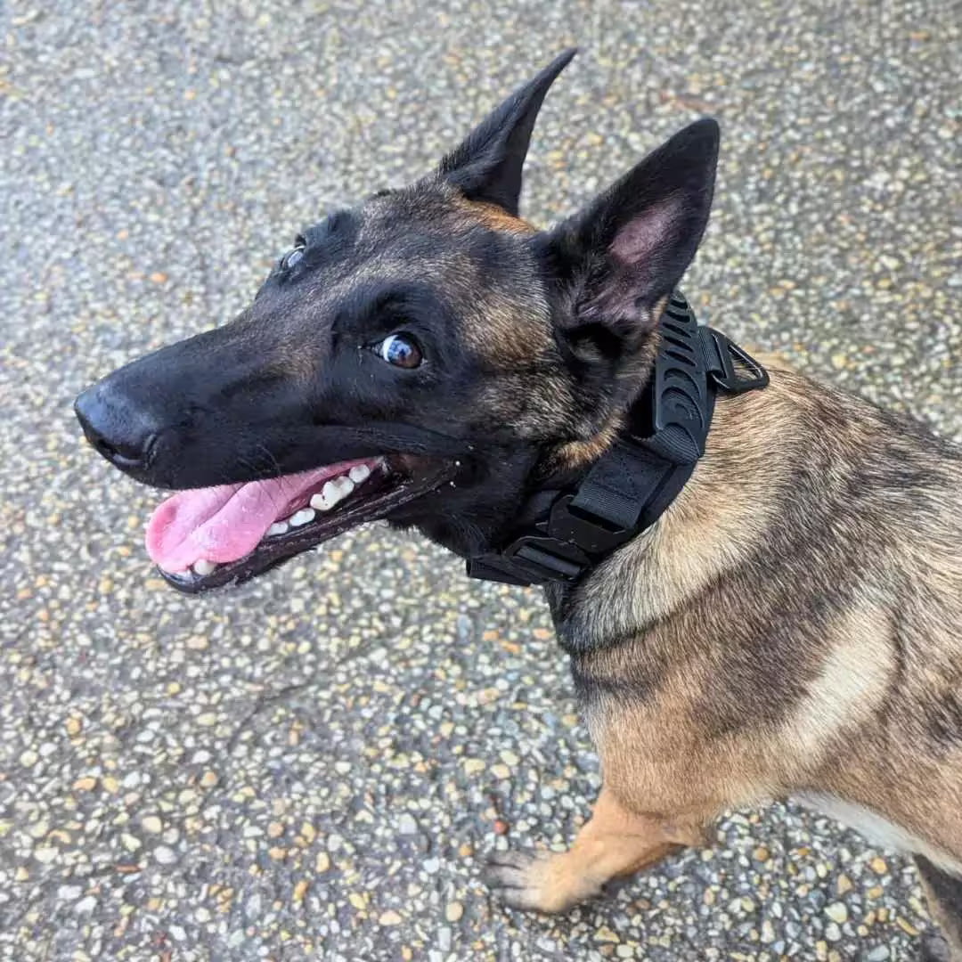 Collier militaire pour chien innovant TactiK9 v2