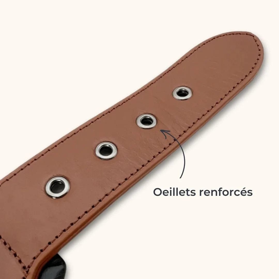 Collier pour Chien avec Rivets Anti-Morsure - DuraCuir