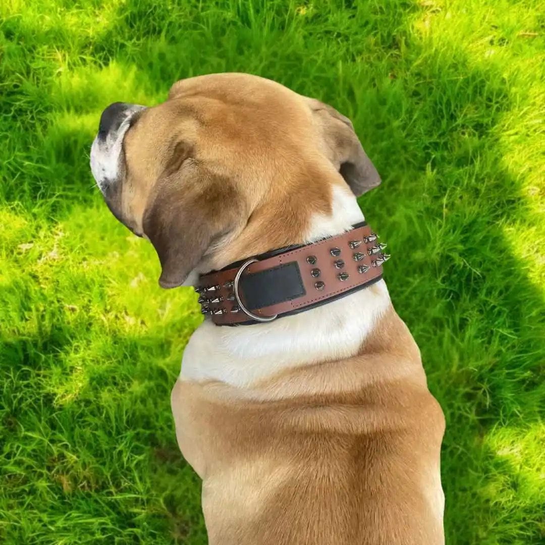 Collier pour Chien avec Rivets Anti-Morsure - DuraCuir