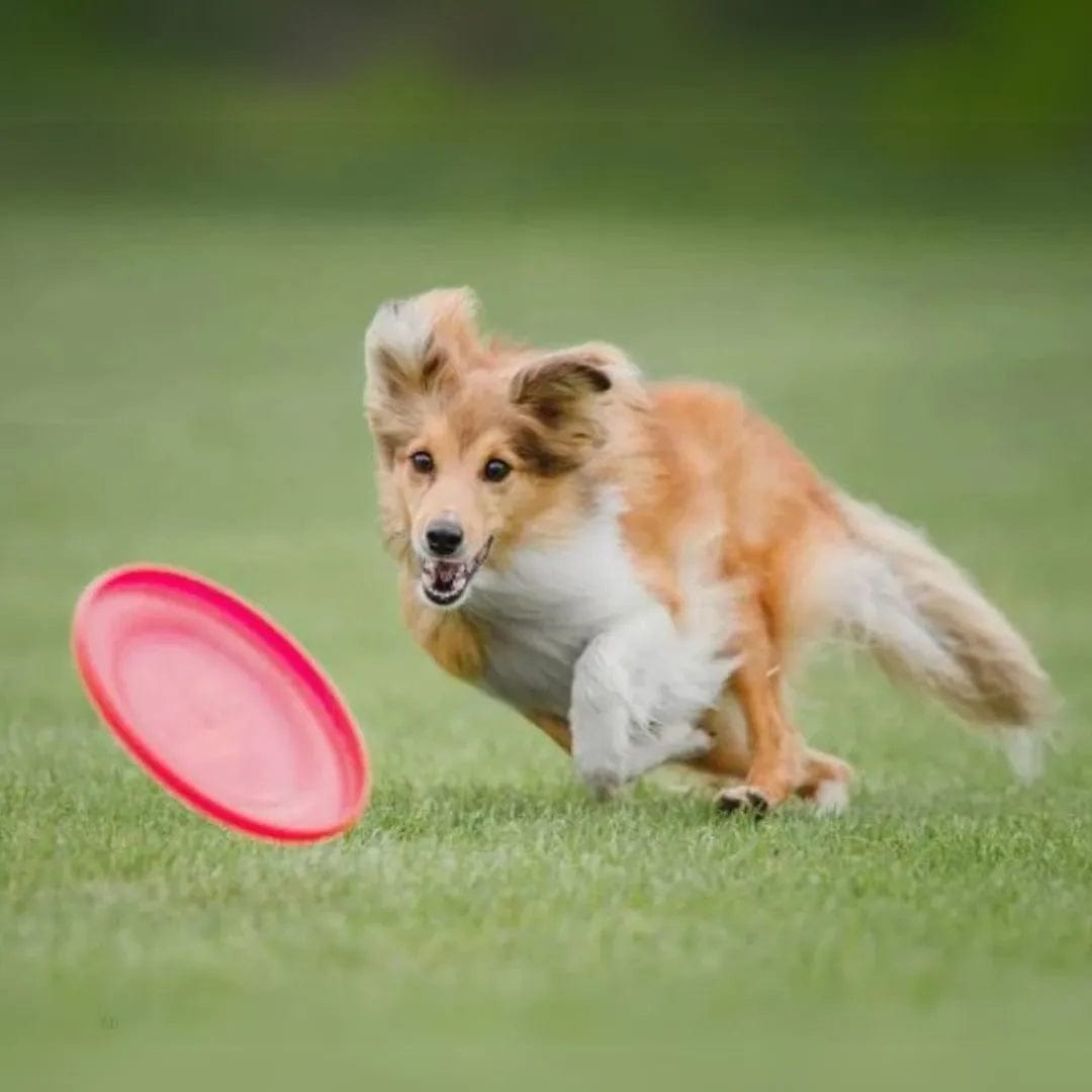 Frisbee Chien Durable et Sûr - Amusement Sans Limites