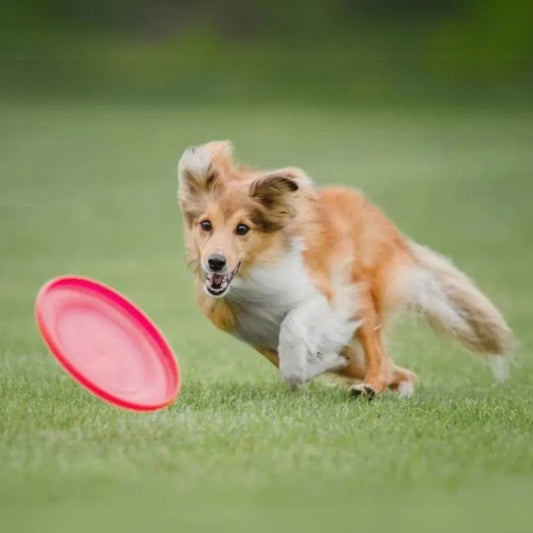 Frisbee Chien Durable et Sûr - Amusement Sans Limites