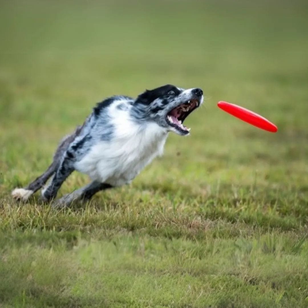 Frisbee Chien Durable et Sûr - Amusement Sans Limites