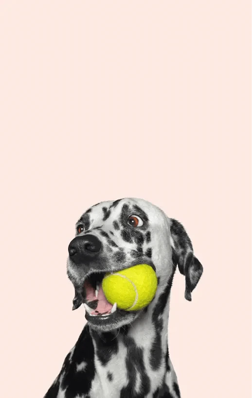 chien avec une balle qui veut jouer