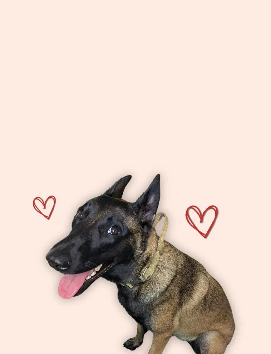 Uskah, chien malinois, la mascotte