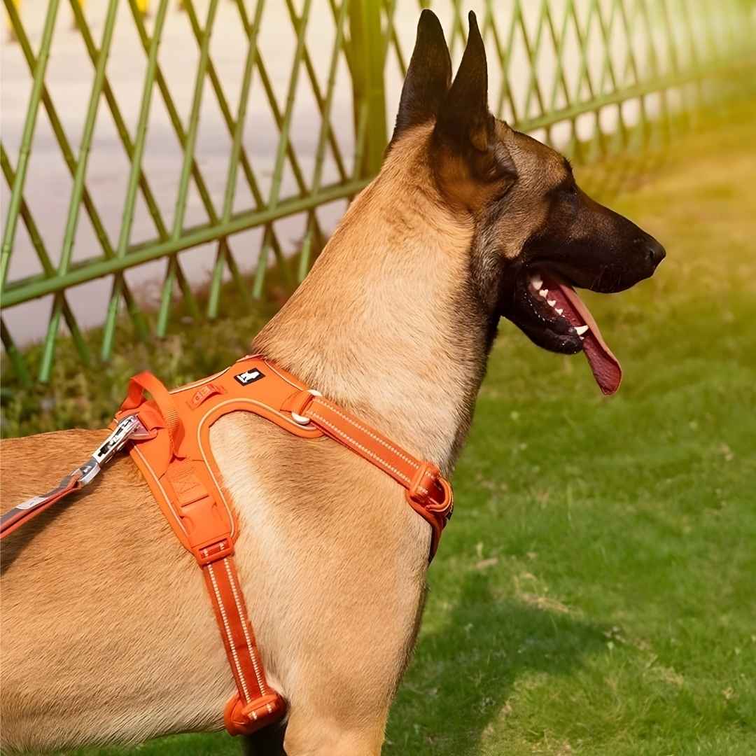 Harnais anti-traction innovant,  spécial chien qui tire