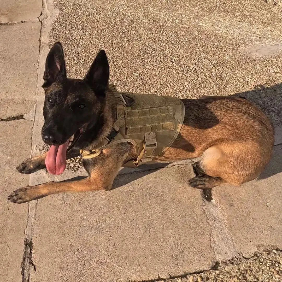 Harnais tactique chien - TactiK9 Pro | K9 Unit