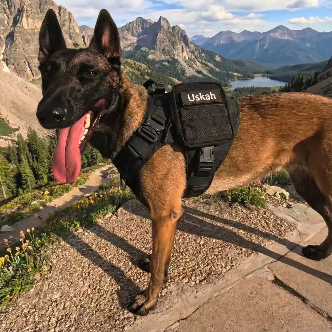 Harnais tactique chien - TactiK9 Pro | K9 Unit