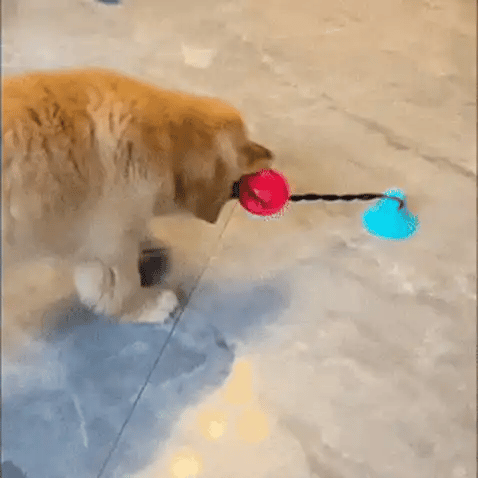 Jouet corde pour chien Cordomax