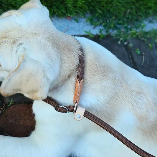 Laisse lasso pour chien : pratique et anti-étranglement