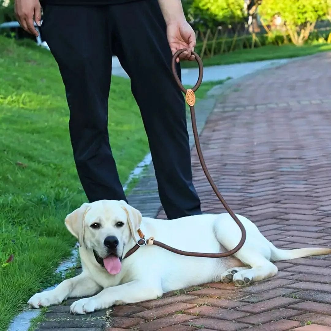 Laisse lasso pour chien : pratique et anti-étranglement