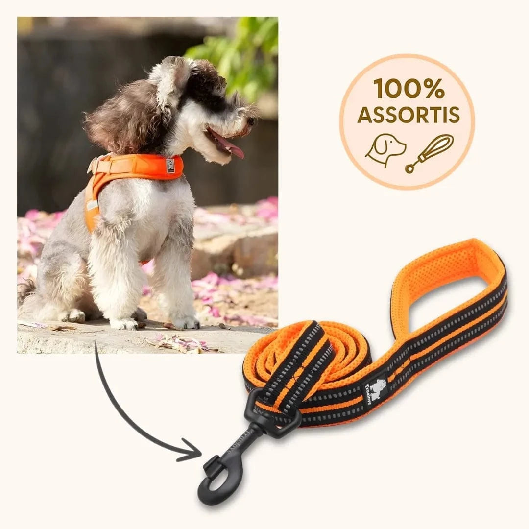 Laisse Chien 2 M En Nylon Réfléchissant Avec Collier Réglable - 12 Mm D'épaisseur, Robuste, Pour Grands Chiens Et Jogging Nocturne