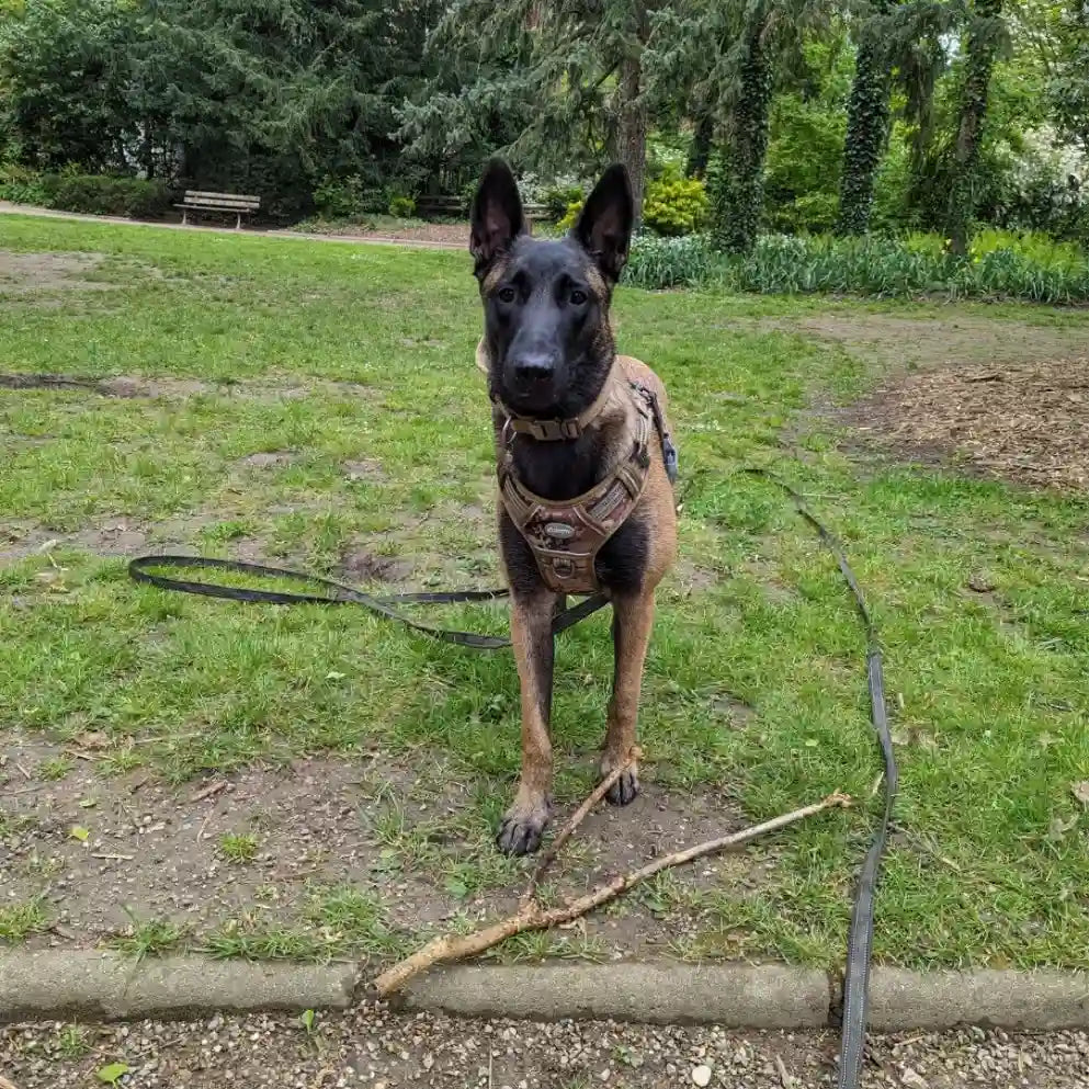 Longe pour Chien - TrailLine