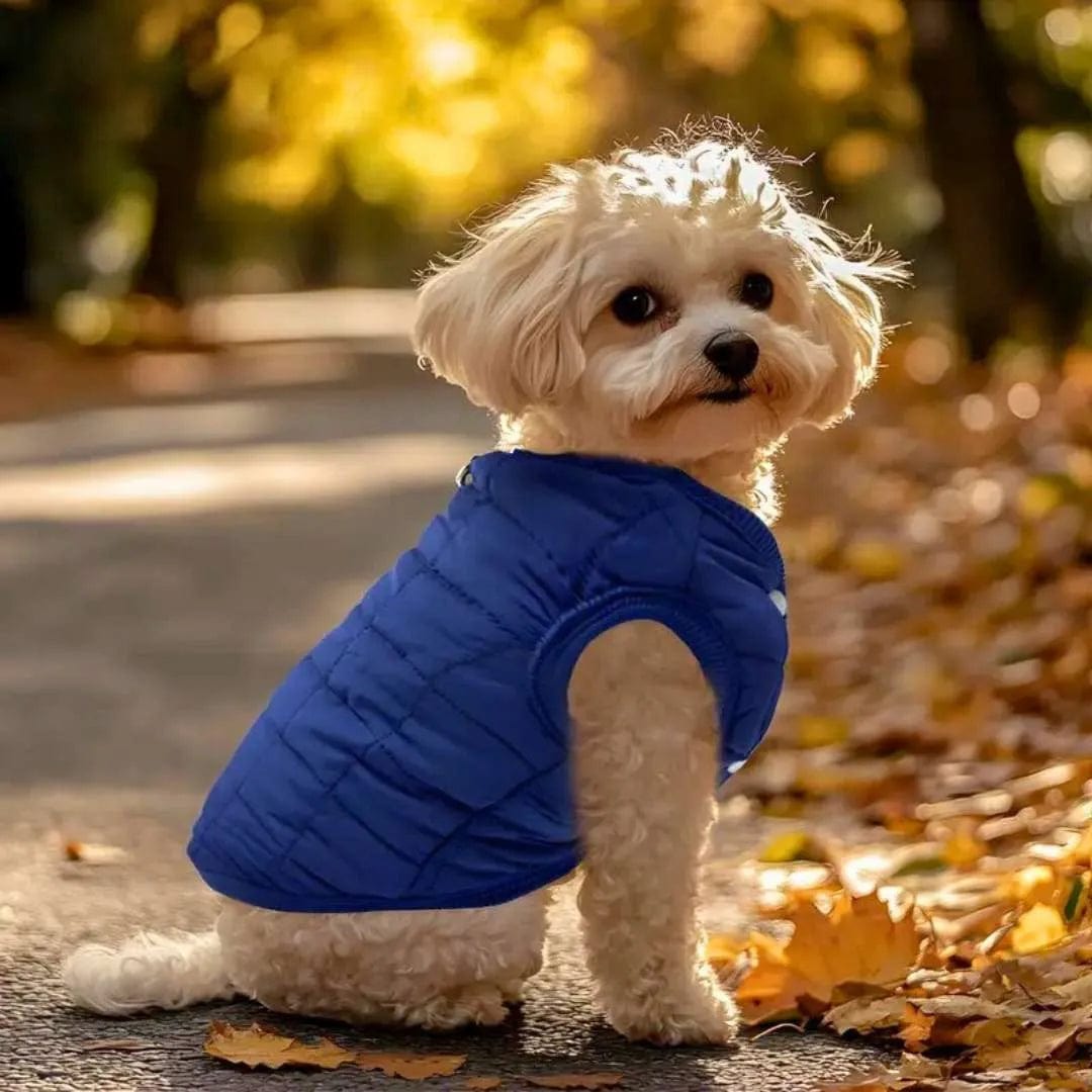 manteau chihuahua