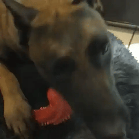 Os à mâcher pour chien en caoutchouc | K9 Unit