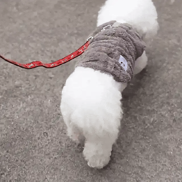 Pull Chaud pour Chien – Confort et Style assuré